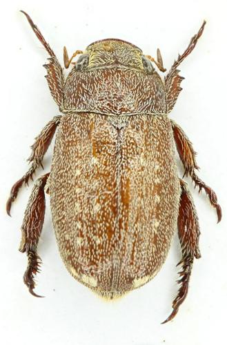 Adoretus tenuimaculatus